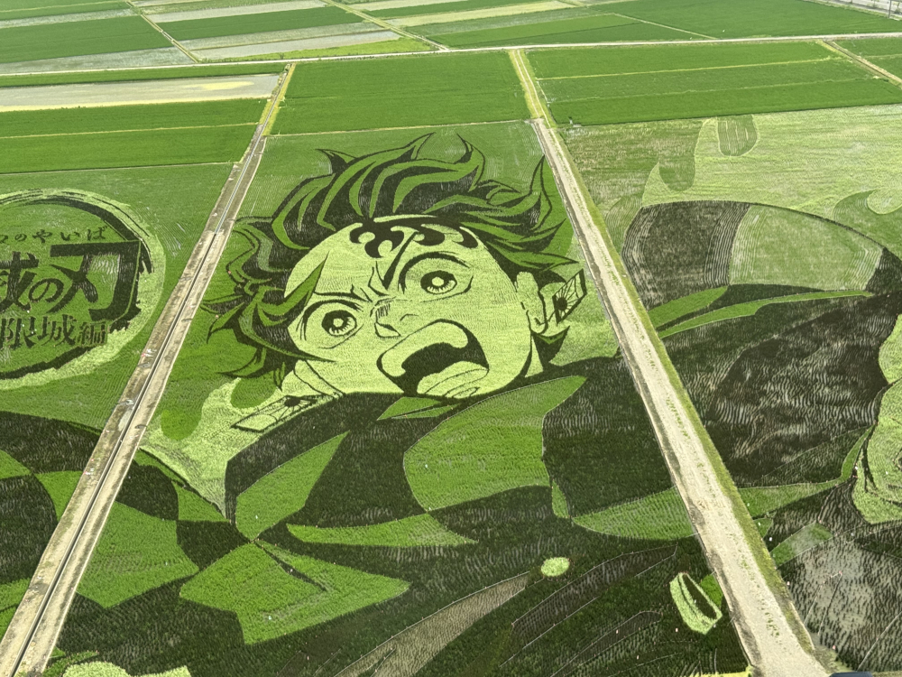 【埼玉行田市】行田市田んぼアート2025。劇場版鬼滅の刃 無限城編記念の田んぼアートが圧巻の凄さ!!